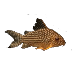 ansitrus