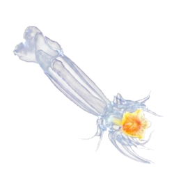 babyseastar