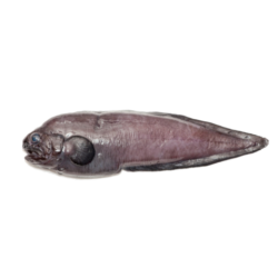 brotula