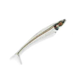 catfish