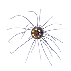 crossota
