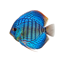 discus fish