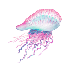 fizalia