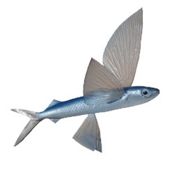 flyfish