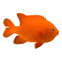 garibaldi