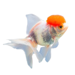 gold fish