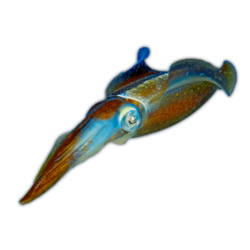 karibski