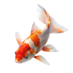koi