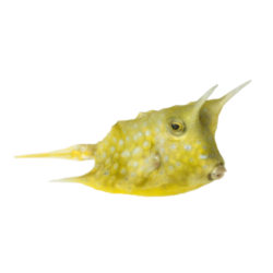 cow fish