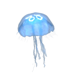 moon jellyfish