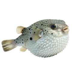 puffish