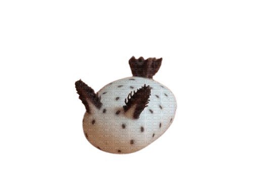 sea bunny