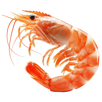 shrimp