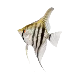 skalyari