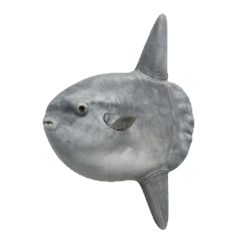 sunfish